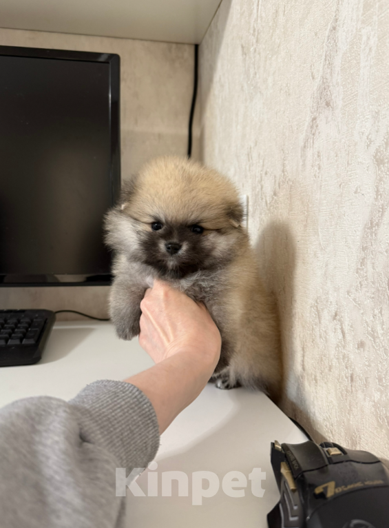 Собаки в Москве: Мальчик крем-соболь Мальчик, 22 000 руб. - фото 1