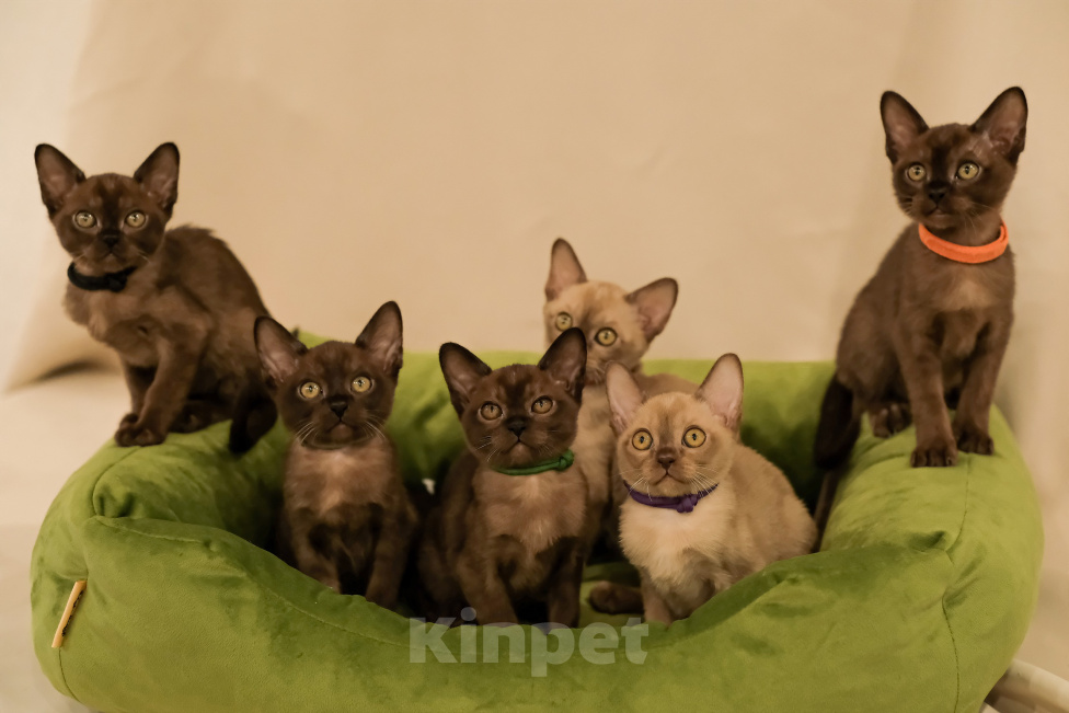 Кошки в Тюмени: Продажа котят Девочка, 55 000 руб. - фото 4