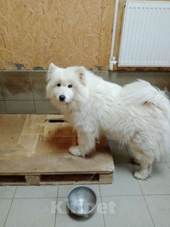 Собаки в Москве: Хонди Девочка, Бесплатно - фото 3