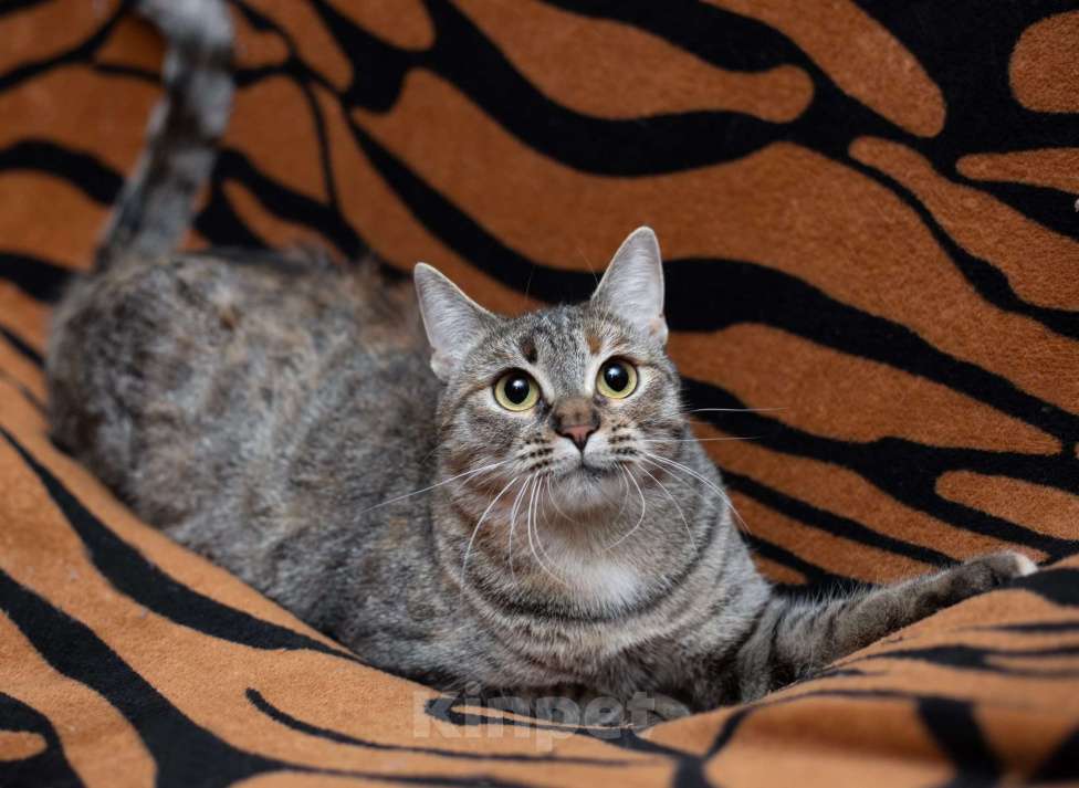 Кошки в Москве: Ручная и ласковая кошечка Джули в дар Девочка, 1 руб. - фото 7