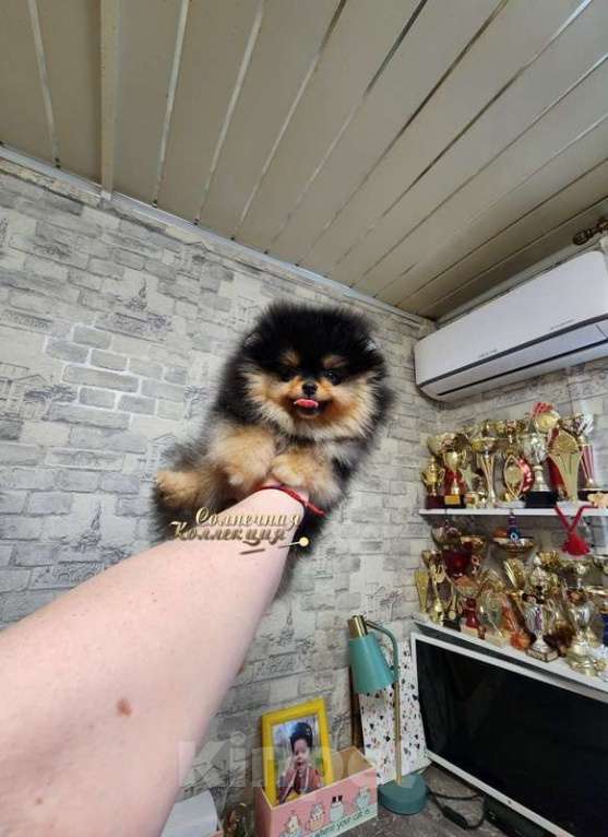 Собаки в Москве: Мини девочка померанского шпица Девочка, Бесплатно - фото 1