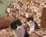 Кошки в Гатчине: Котята мальчики метисы от вислоухой шотландской Мальчик, 2 500 руб. - фото 2