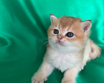 Кошки в Москве: Котенок Девочка, 20 000 руб. - фото 3