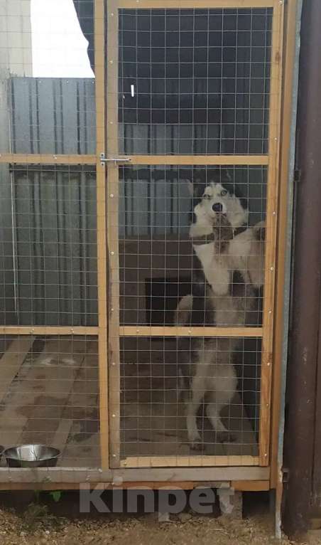 Собаки в других городах Челябинской области: Потерялся Хаски! Мальчик, 4 000 руб. - фото 2