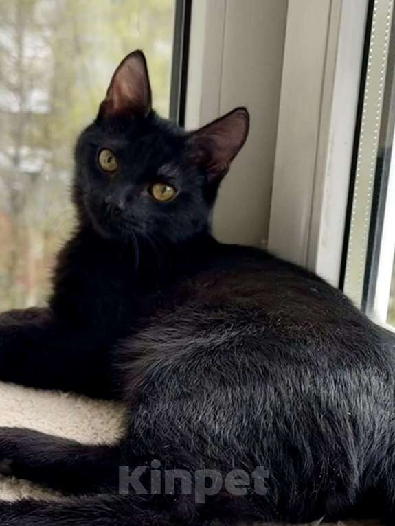 Кошки в Москве: Котенок Оська ищет дом Мальчик, Бесплатно - фото 7