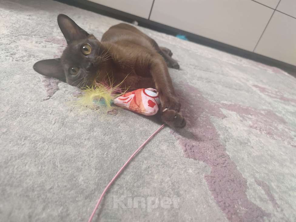 Кошки в Лыткарино: Бурманские котята Девочка, 35 000 руб. - фото 1