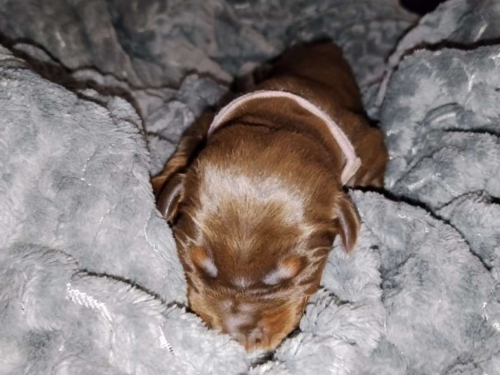 Собаки в Березовском: К/П сука Девочка, Бесплатно - фото 1