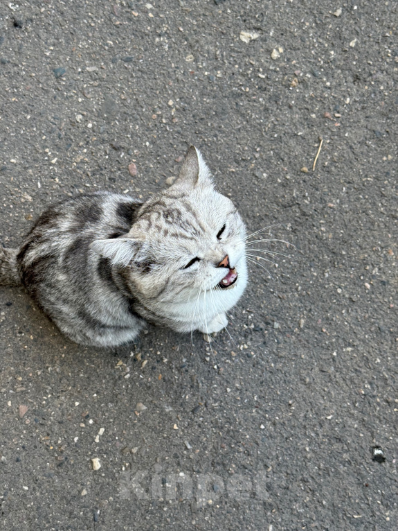 Кошки в Ореховом-Зуево: Спасите кошку Девочка, Бесплатно - фото 3