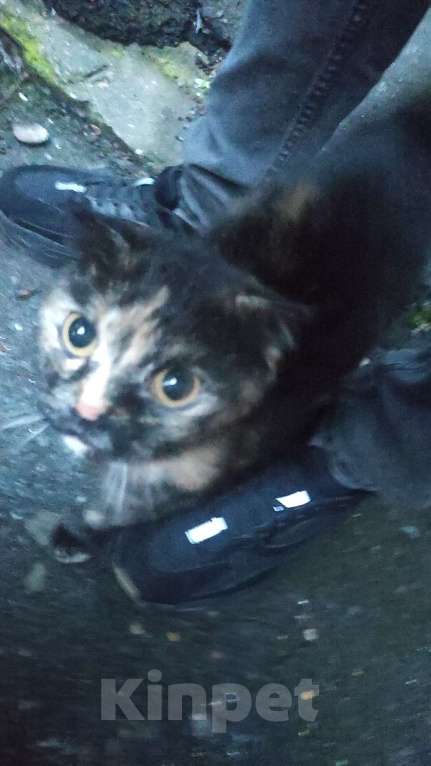 Кошки в Ростове-на-Дону: Найдена кошка на улице Зорге. Девочка, 1 руб. - фото 2