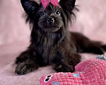 Собаки в Москве: Черный йорк щенки Мальчик, Бесплатно - фото 6