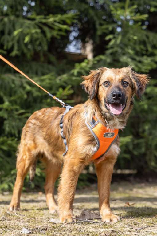 Собаки в Москве: Ищем Рэму новый дом Мальчик, Бесплатно - фото 5