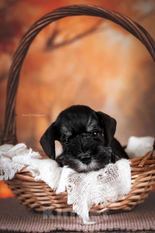 Собаки в Самаре: Щенки цвергшнауцера Девочка, 65 000 руб. - фото 4