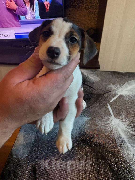 Собаки в Москве: Щенок Девочка, 30 000 руб. - фото 4