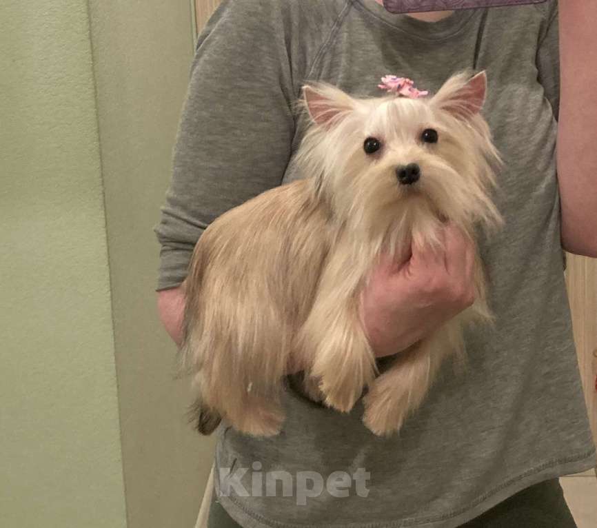 Собаки в Москве: Золотой йорк мини девочка подрощенная Девочка, 80 000 руб. - фото 2