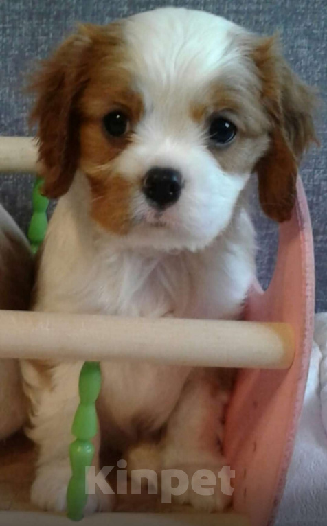 Собаки в Санкт-Петербурге: Щенки кавалер кинг чарльз спаниеля Мальчик, 50 000 руб. - фото 2