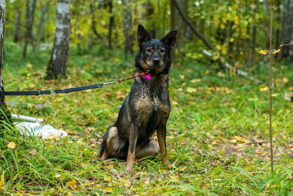 Собаки в Москве: Гита Девочка, Бесплатно - фото 3