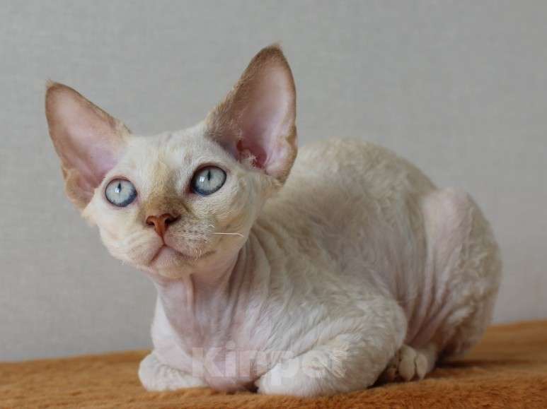 Кошки в Люберцах: Девочка девон рекс  Девочка, 65 000 руб. - фото 1