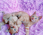 Кошки в Санкт-Петербурге: Рыжее солнышко 1,5 мес мальчик Мальчик, 200 руб. - фото 6