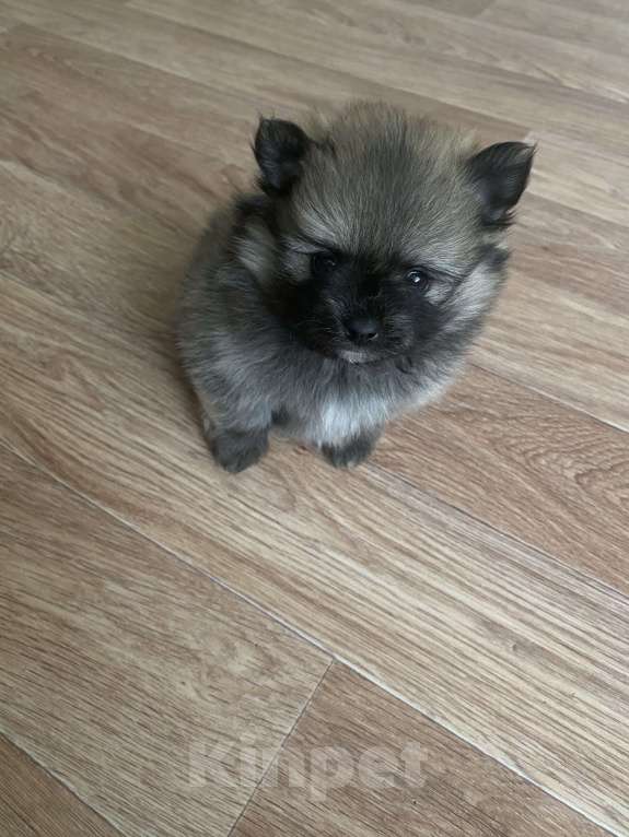 Собаки в Электростали: Мальчик шпиц Мальчик, 30 000 руб. - фото 3