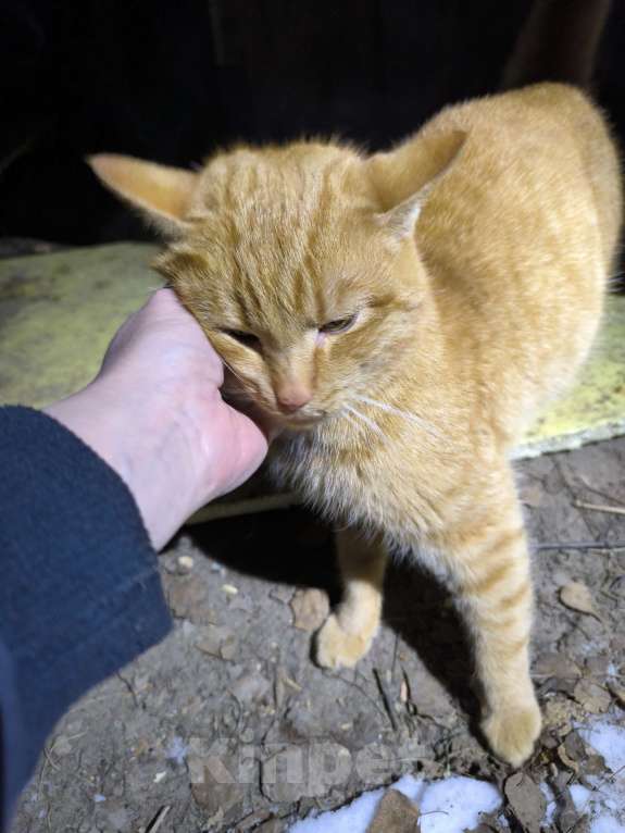 Кошки в других городах Калужской области: Найден кот Мальчик, Бесплатно - фото 2