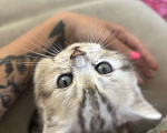Кошки в Новокузнецке: Шотландский котенок Девочка, 7 000 руб. - фото 1