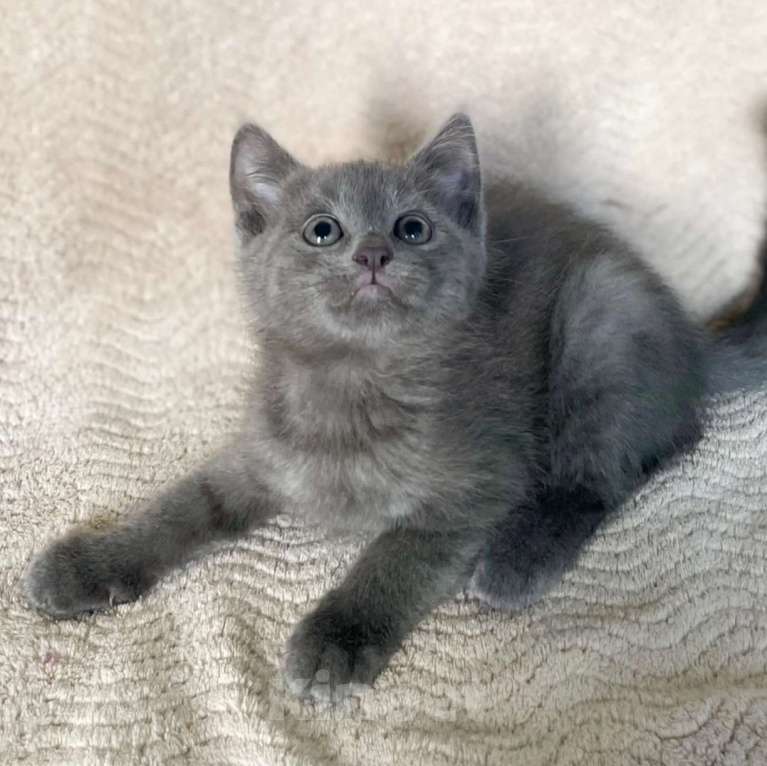 Кошки в Москве: Котенок Киндер ищет дом Мальчик, Бесплатно - фото 1