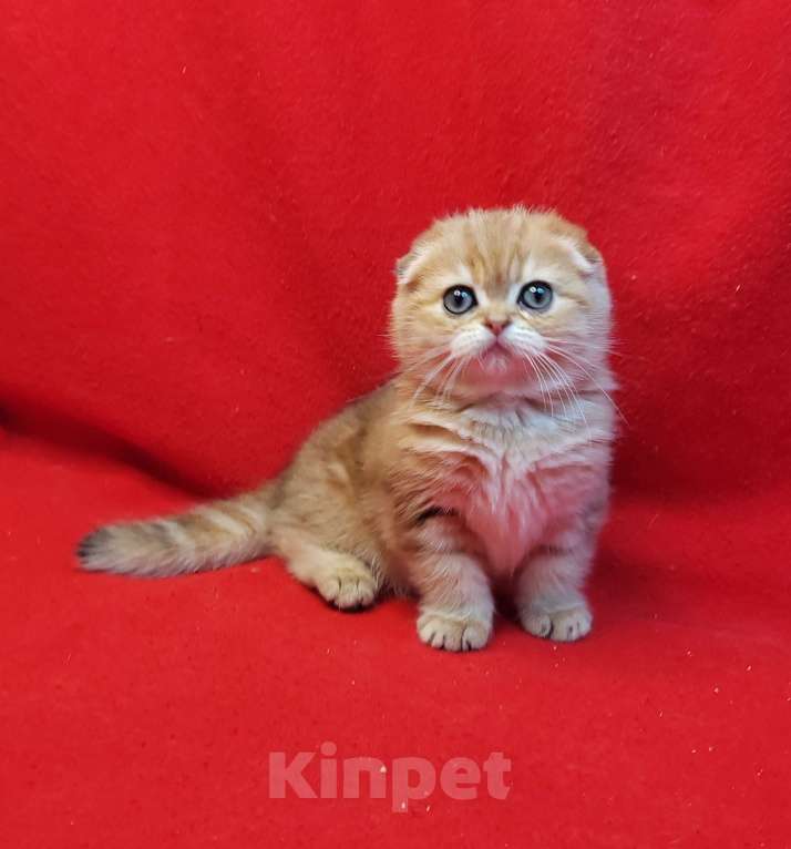 Кошки в Москве: Золотая мраморная девочка Девочка, 40 000 руб. - фото 8