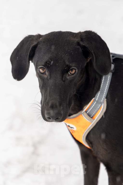 Собаки в Москве: Метис Лора ищет дом Девочка, Бесплатно - фото 1