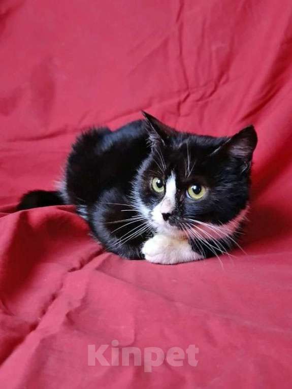 Кошки в Санкт-Петербурге: Два маленьких котенка мальчик и девочка ищут дом  Мальчик, 10 руб. - фото 7