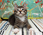 Кошки в Подольске: Крепыш Жорик — полосатый позитив. Котенок 2 мес в добрые руки. Мальчик, Бесплатно - фото 1