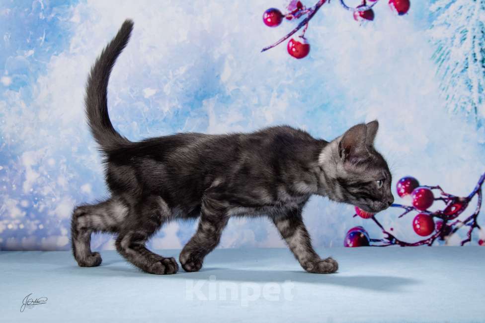 Кошки в Москве: Бугатти Девочка, 55 000 руб. - фото 7