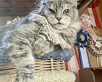 Кошки в других городах Ленинградской области: Мейн кун котенок Девочка, 45 000 руб. - фото 1