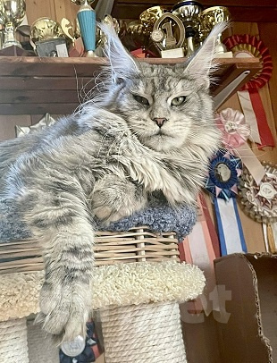 Кошки в других городах Ленинградской области: Мейн кун котенок Девочка, 45 000 руб. - фото 1