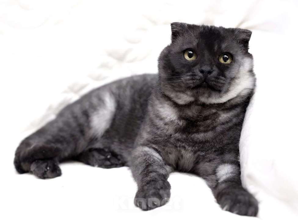 Кошки в Москве: Самый ласковый шотландский кот Герлен, окрас черный дым, в дар Мальчик, 1 руб. - фото 4