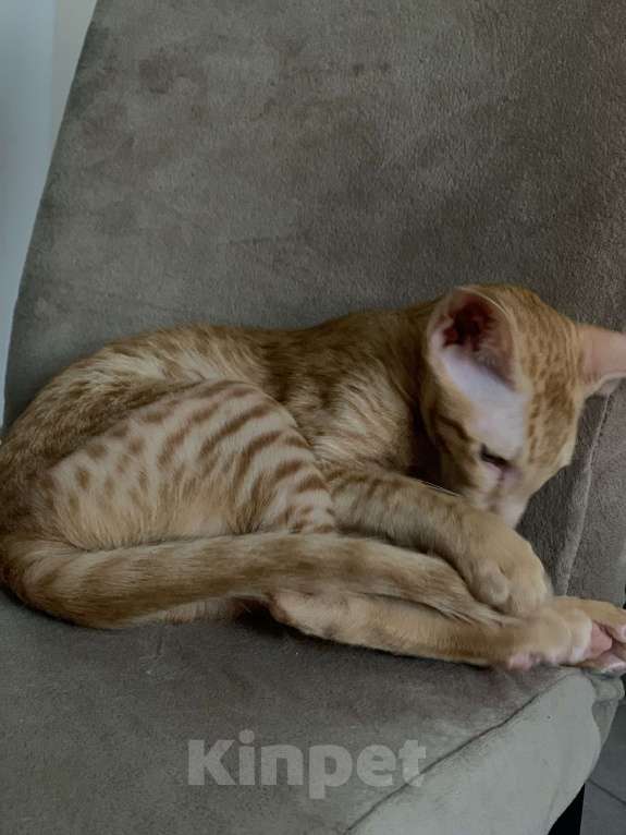 Кошки в других городах Московской области: Ориентальные котята экстрим с документами Мальчик, Бесплатно - фото 10