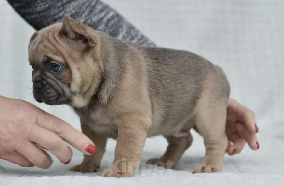 Собаки в других городах Воронежской области: Французский бульдог мальчик  Мальчик, 55 000 руб. - фото 5