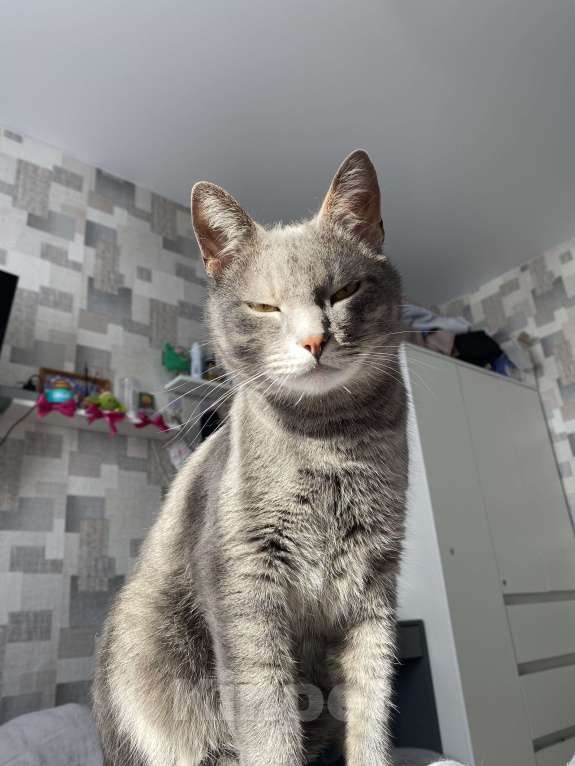 Кошки в Костроме: Отдадим в добрые руки❤️ Мальчик, Бесплатно - фото 6