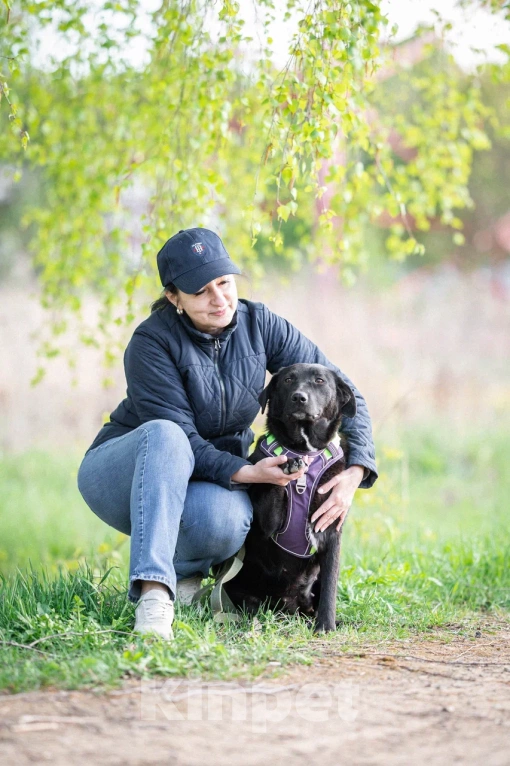 Собаки в Москве: Собака в дар Девочка, Бесплатно - фото 3