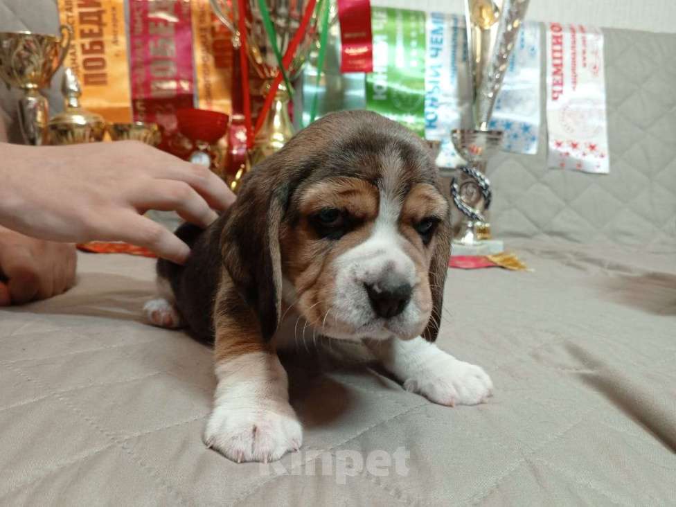 Собаки в Ангарске: Продажа щенков биглей Девочка, 80 000 руб. - фото 3