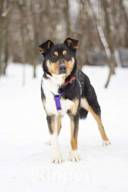 Собаки в Москве: Идеальная собака для спокойных прогулок Джеки в поисках своей семьи Девочка, Бесплатно - фото 5