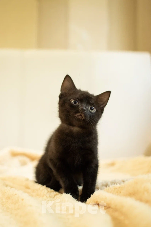 Кошки в Москве: Малыш Пеппер ищет дом🖤 Мальчик, Бесплатно - фото 5