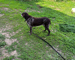 Собаки в Люберцах: В жк Томилино парк более недели назад найдена собака.  Девочка, 1 руб. - фото 5