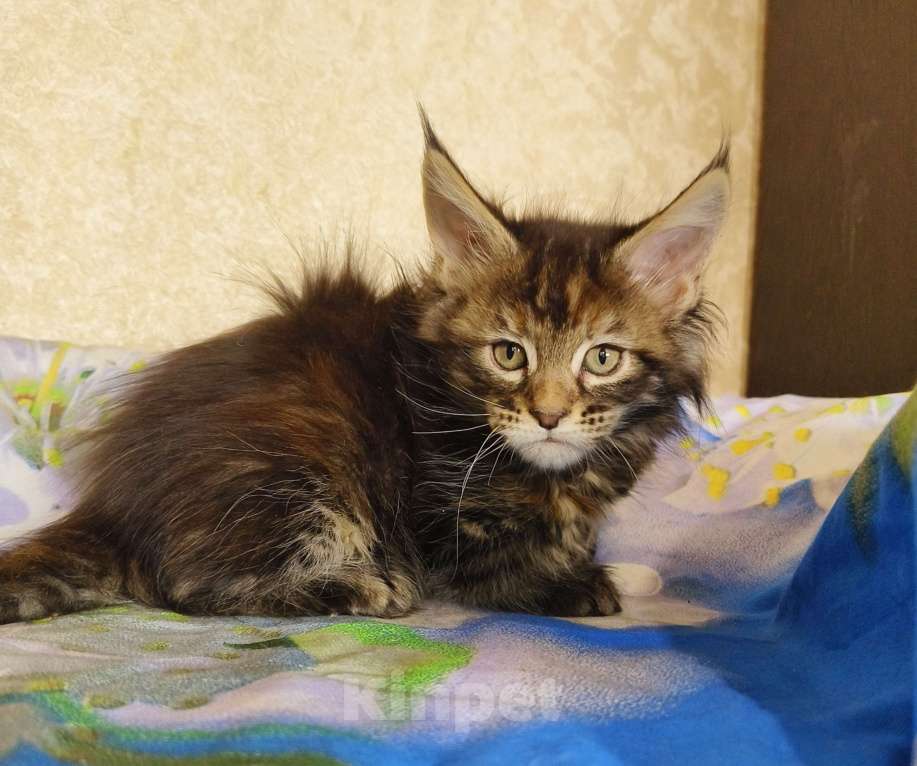 Кошки в Москве: Котёнок Мейн-Кун из питомника Девочка Девочка, 50 000 руб. - фото 9