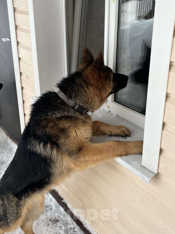 Собаки в других городах Московской области: Щенок подросток немецкой овчарки Мальчик, 30 000 руб. - фото 5
