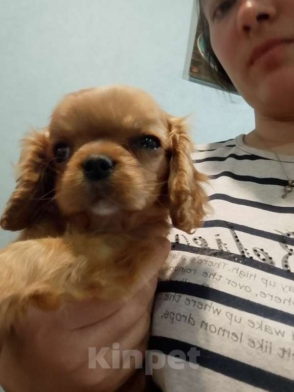 Собаки в Нижнем Новгороде: Девочка кавалер Кинг Чарльз спаниеля ккчс Девочка, 70 000 руб. - фото 3