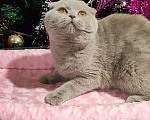 Кошки в Тольятти: Британская короткошерстная кошка Девочка, 55 000 руб. - фото 4