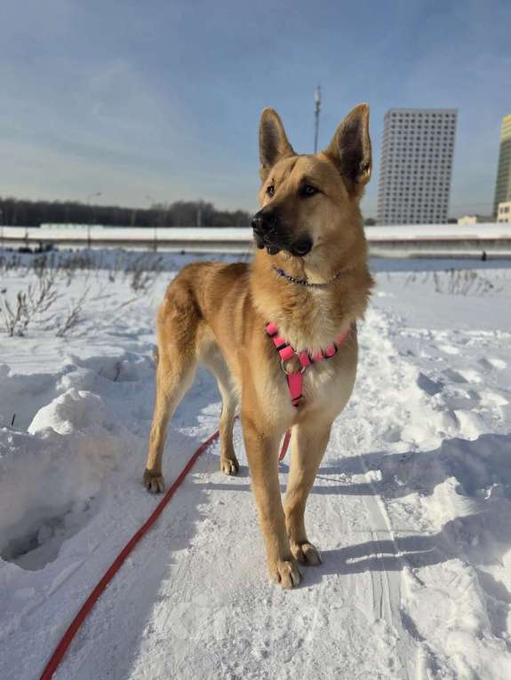 Собаки в Москве: Шикарный парень Рэй в добрые руки! Мальчик, Бесплатно - фото 2