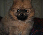 Собаки в Иркутске: Шпице детки, 25 000 руб. - фото 1