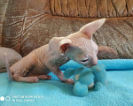 Кошки в Ливны: Голубоглазые мальчишки 2 мес Мальчик, 12 500 руб. - фото 5