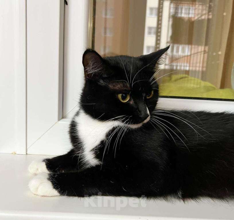 Кошки в Москве: В дар кошечка Рокси - нежность и ласка Девочка, Бесплатно - фото 5